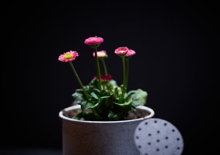 Pink Daisy Flowers In A Gray Pot