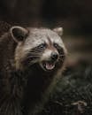 Funny raccoon standing on grass