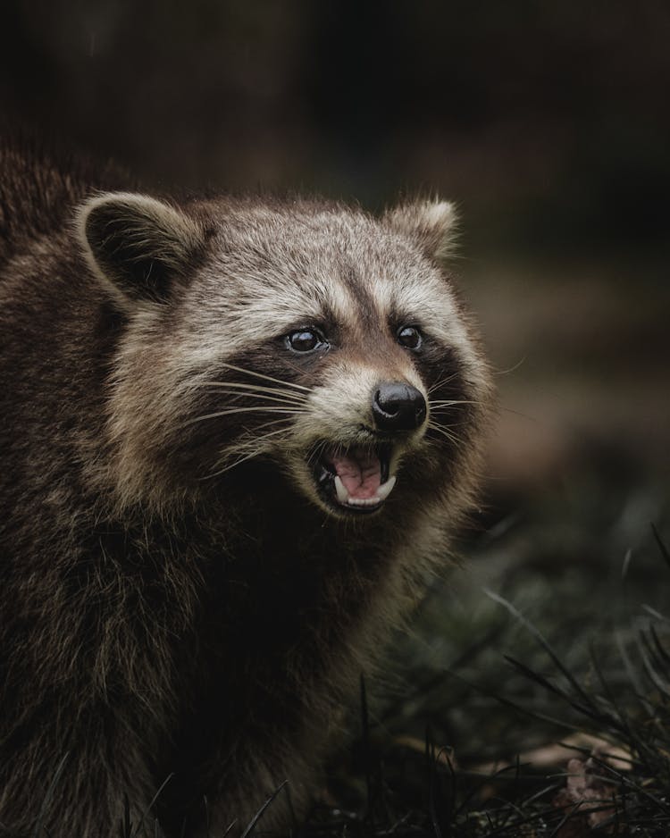 Funny Raccoon Standing On Grass