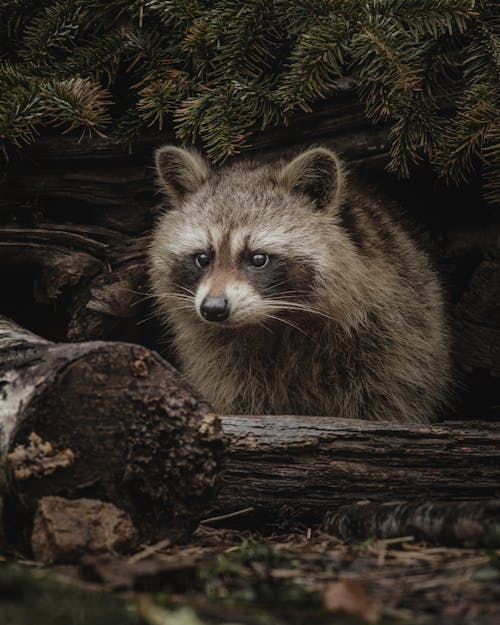 ağaç, arazi, av içeren Ücretsiz stok fotoğraf