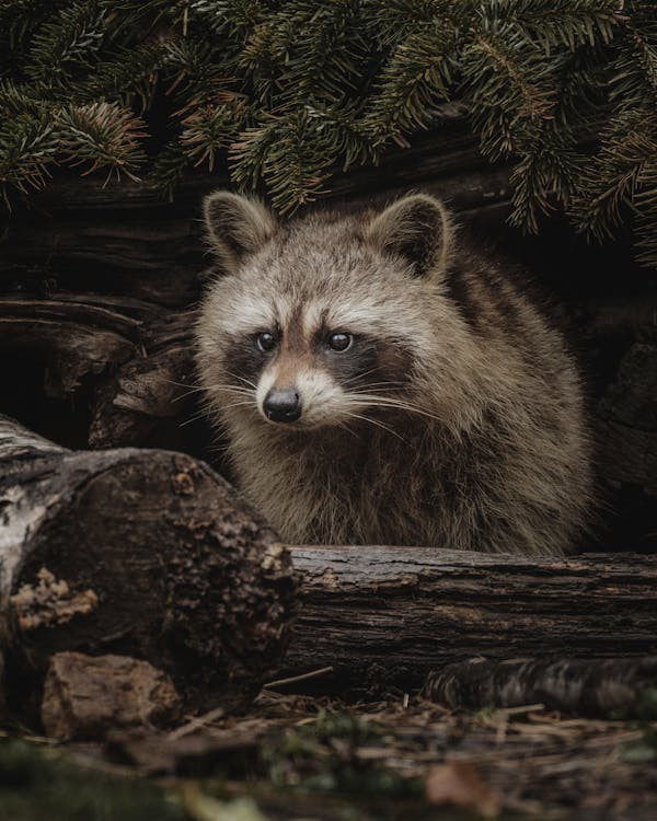 Attentive wild raccoon sitting amidst logs and branches of coniferous tree and looking away while hunting in woodland