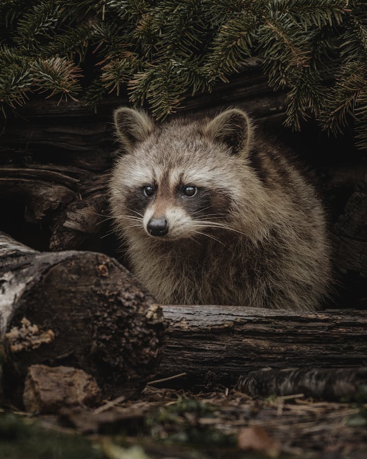 Curious Raccoon Hunting In Forest