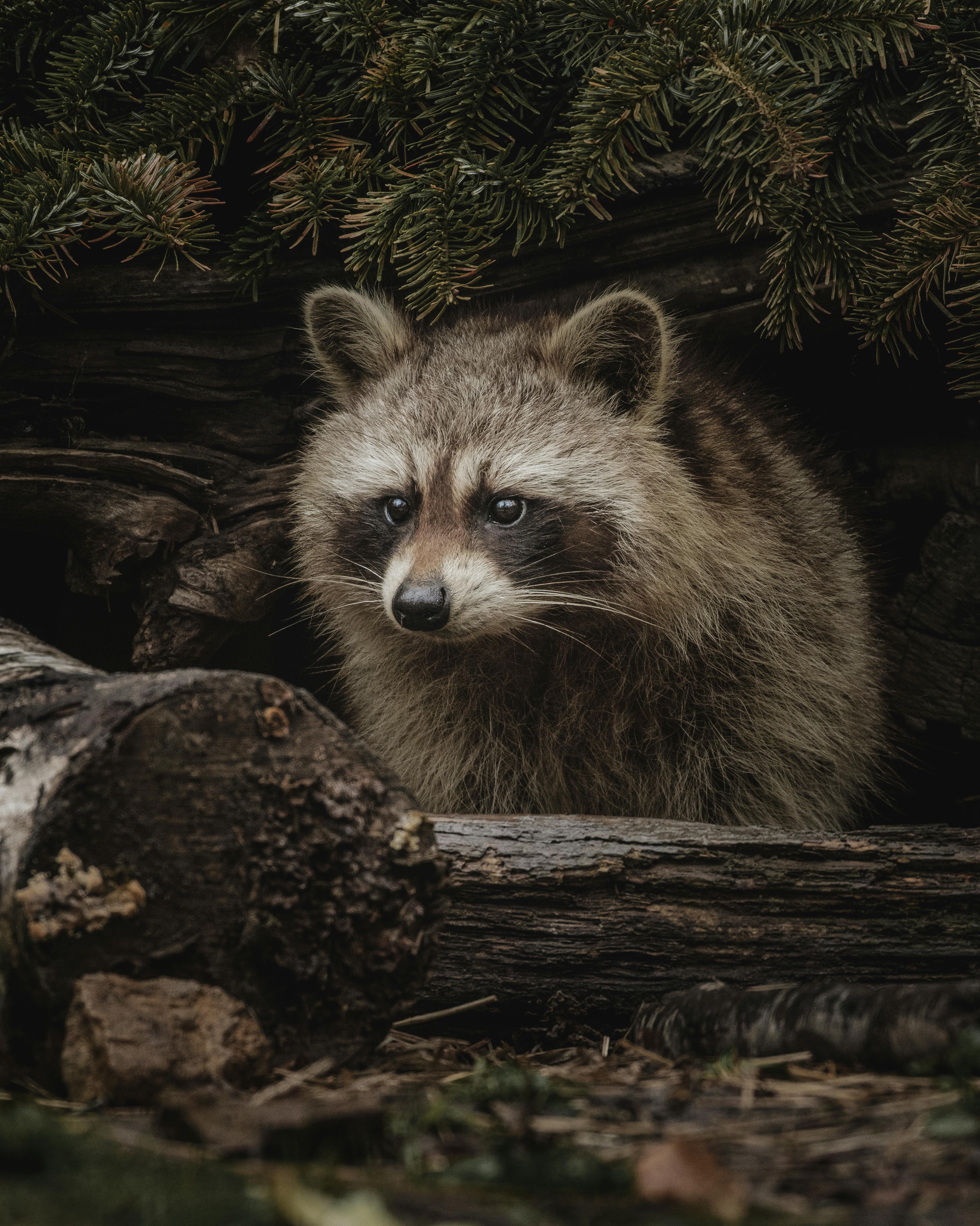 1+ Thousand Caged Raccoon Royalty-Free Images, Stock Photos