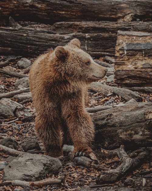 Free Furry brown bear walking on ground covered with logs and rocks and looking away in countryside Stock Photo