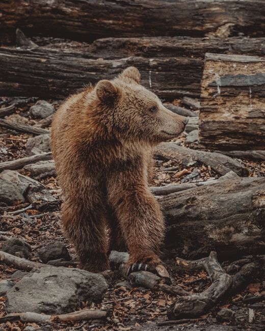 Furry brown bear walking on ground covered with logs and rocks and looking away in countryside