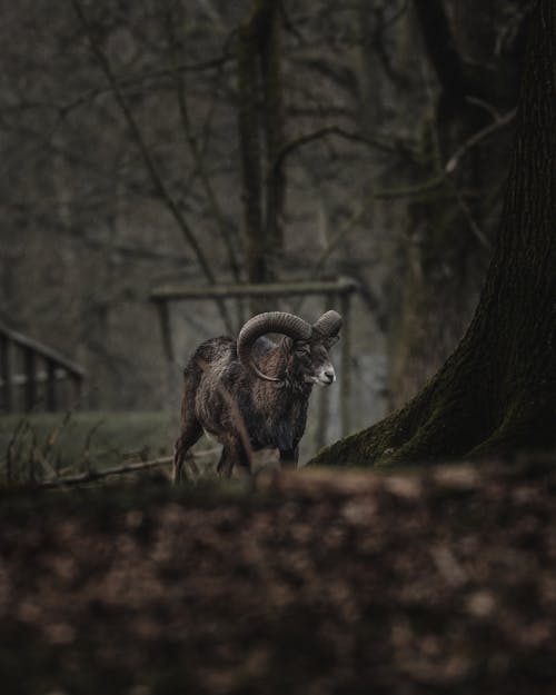 Free Black ram with curvy horns walking near tree on gray autumn day in countryside Stock Photo