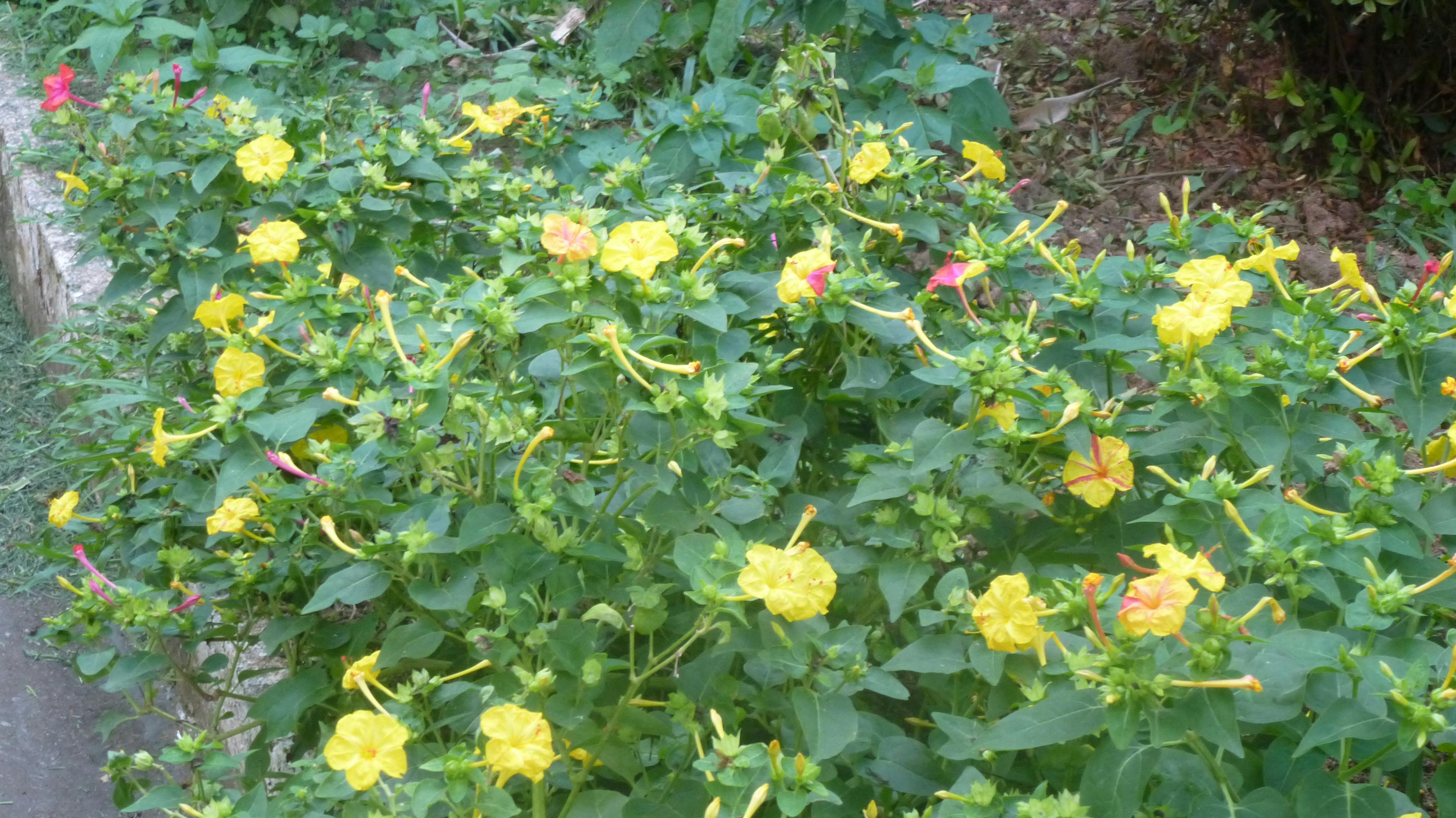 Fibre Clinix Bondinfity Fibre Sealer