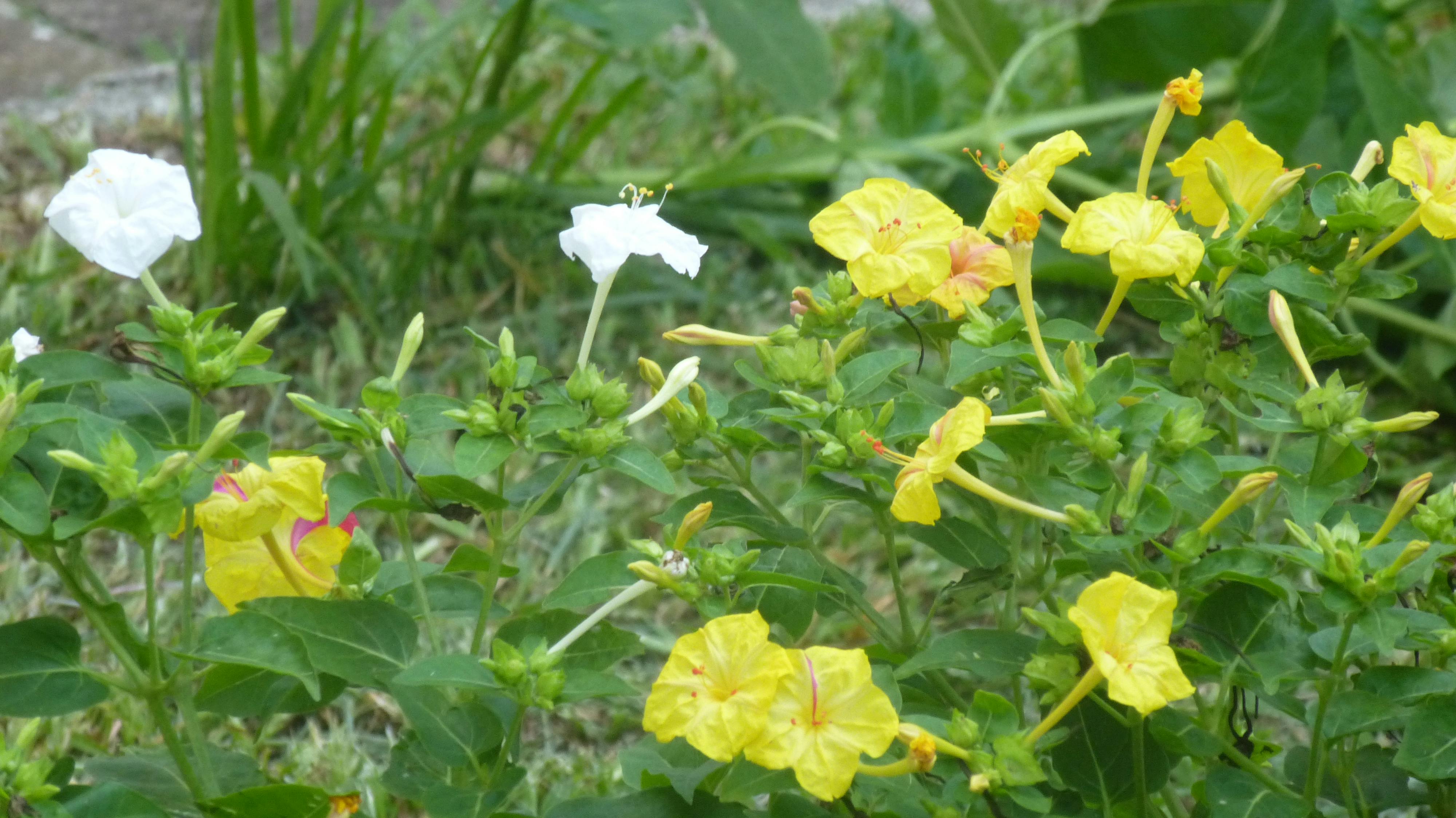 Fibre Clinix Fortify Multi-Repair