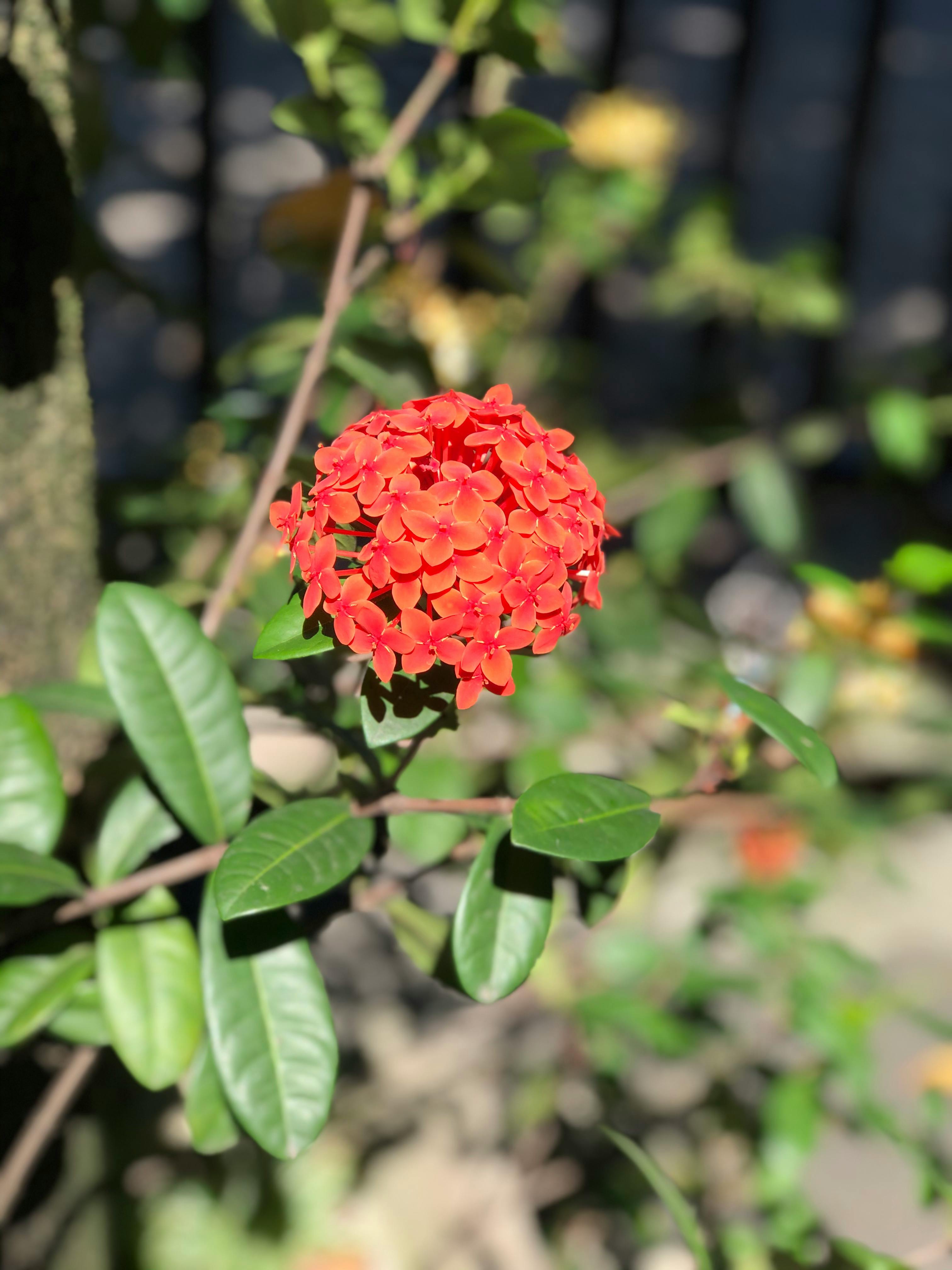 Fibre Clinix Fortify Shampoo