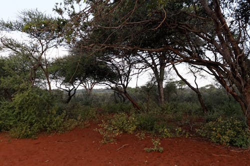 Foto d'estoc gratuïta de arbres, brutícia, bushveld