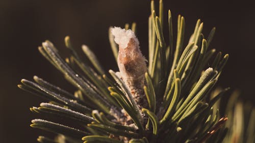 Colpo A Macroistruzione Della Pianta Verde