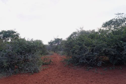 Foto d'estoc gratuïta de arbres, arbust, arbusts