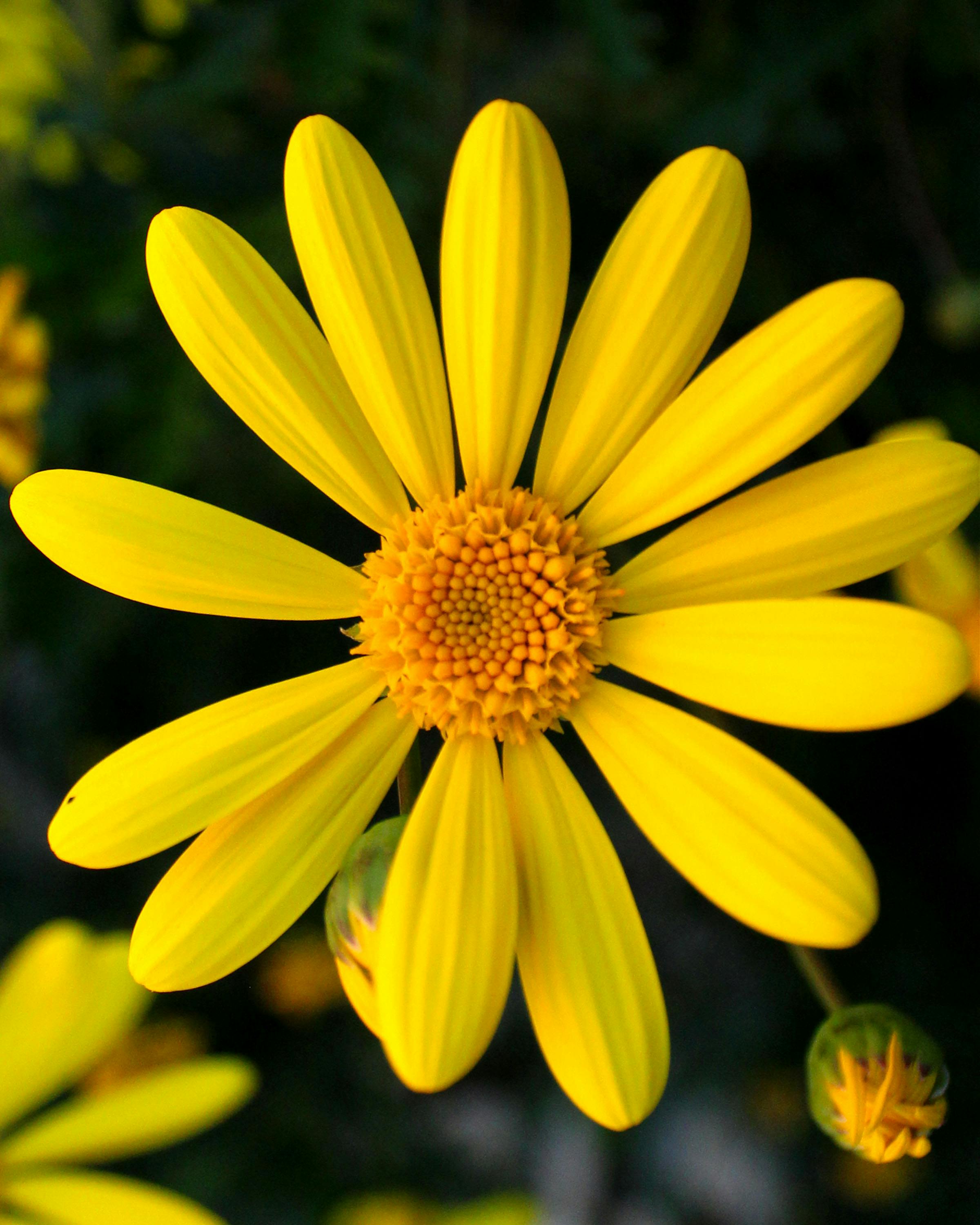Free stock photo of daisy, macro, yellow