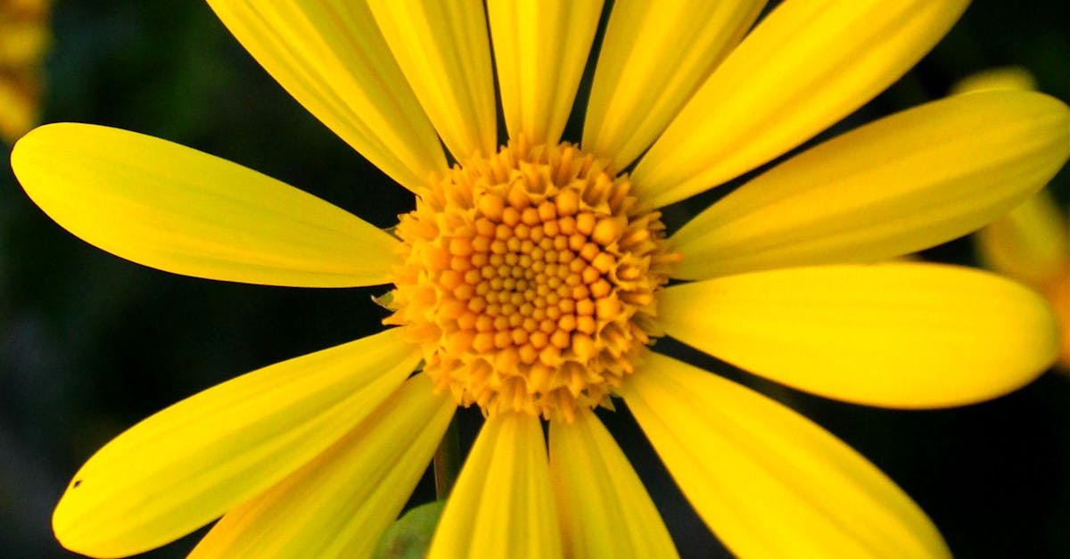 Free stock photo of daisy, macro, yellow