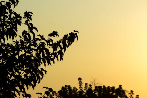 Δωρεάν στοκ φωτογραφιών με Ανατολή ηλίου, δέντρα, κίτρινη