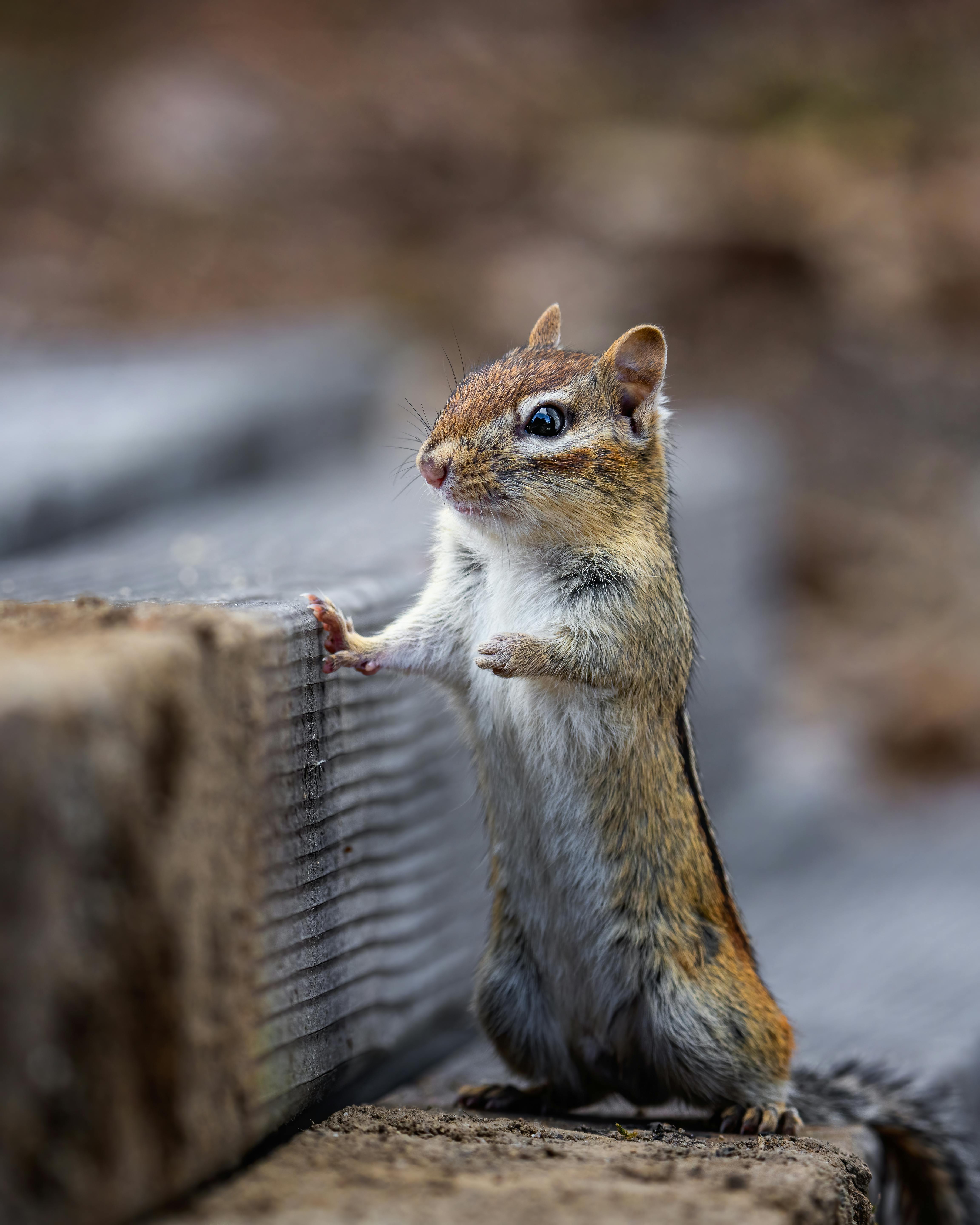 chipmunk with fluffy coat on rough stairs