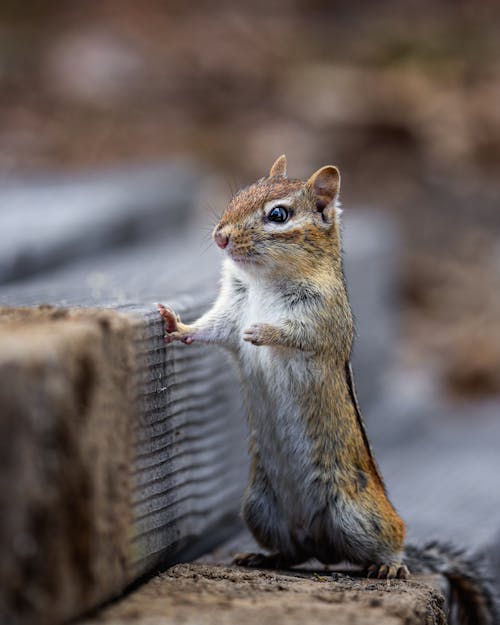 Free Chipmunk with brown and white fur standing on staircase in daytime on blurred background Stock Photo