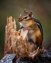 Chipmunk on rough tree trunk in daylight