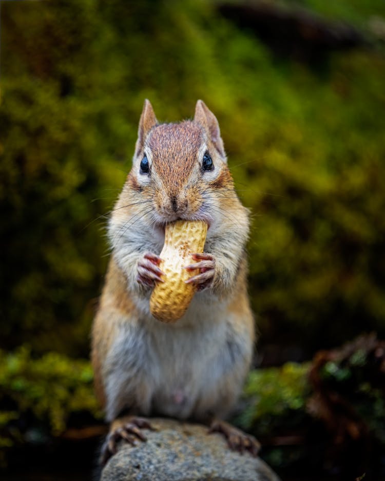 Chipmunk Eating Peanut On Stone In Daytime