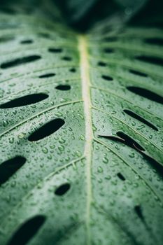 Detailed macro shot of a green monstera leaf covered in raindrops, showcasing texture and freshness.. pexels, detailed, macro