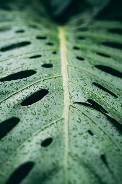 Free Detailed macro shot of a green monstera leaf covered in raindrops, showcasing texture and freshness. Stock Photo