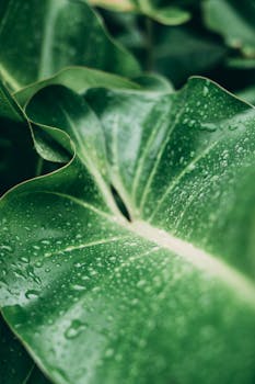 Detailed view of a green leaf covered in water droplets after rain, conveying freshness and natural beauty.
