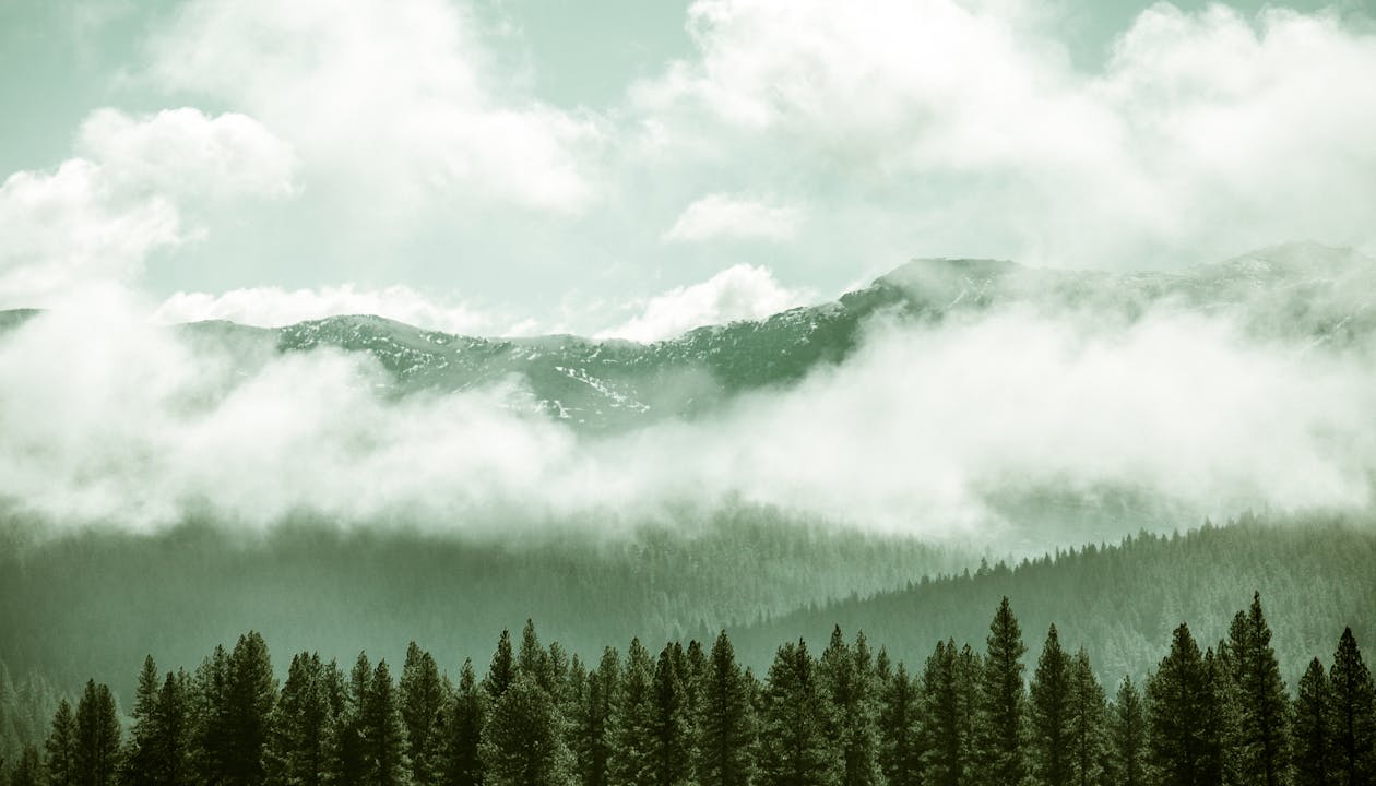 Free stock photo of clouds, fog, forest