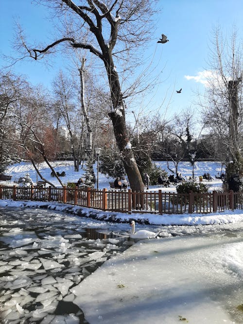 Free stock photo of nature park, swans, winter season