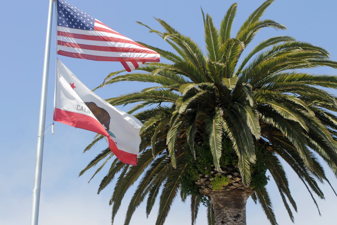 アメリカの国旗 カリフォルニア州の旗 ヤシの木の無料の写真素材 アメリカの国旗 カリフォルニア州の旗 ヤシの木の無料の写真素材