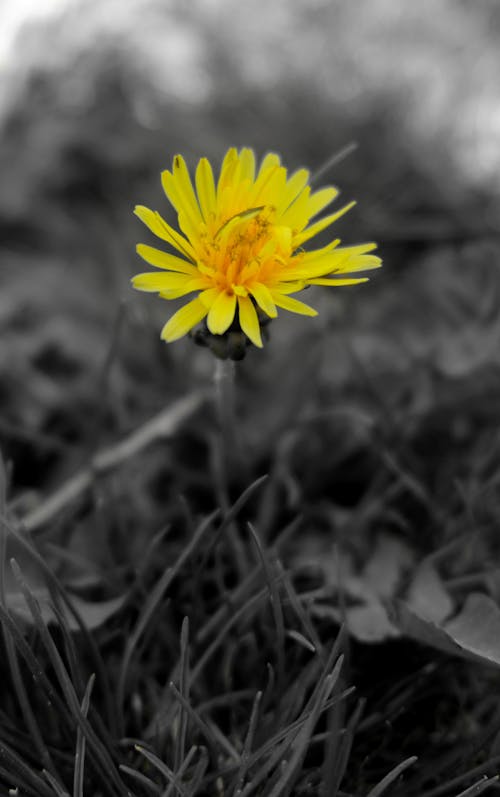 Foto profissional grátis de flor amarela
