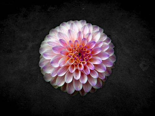 Free Detailed close-up of a vibrant dahlia flower showcasing its intricate petal structure. Stock Photo