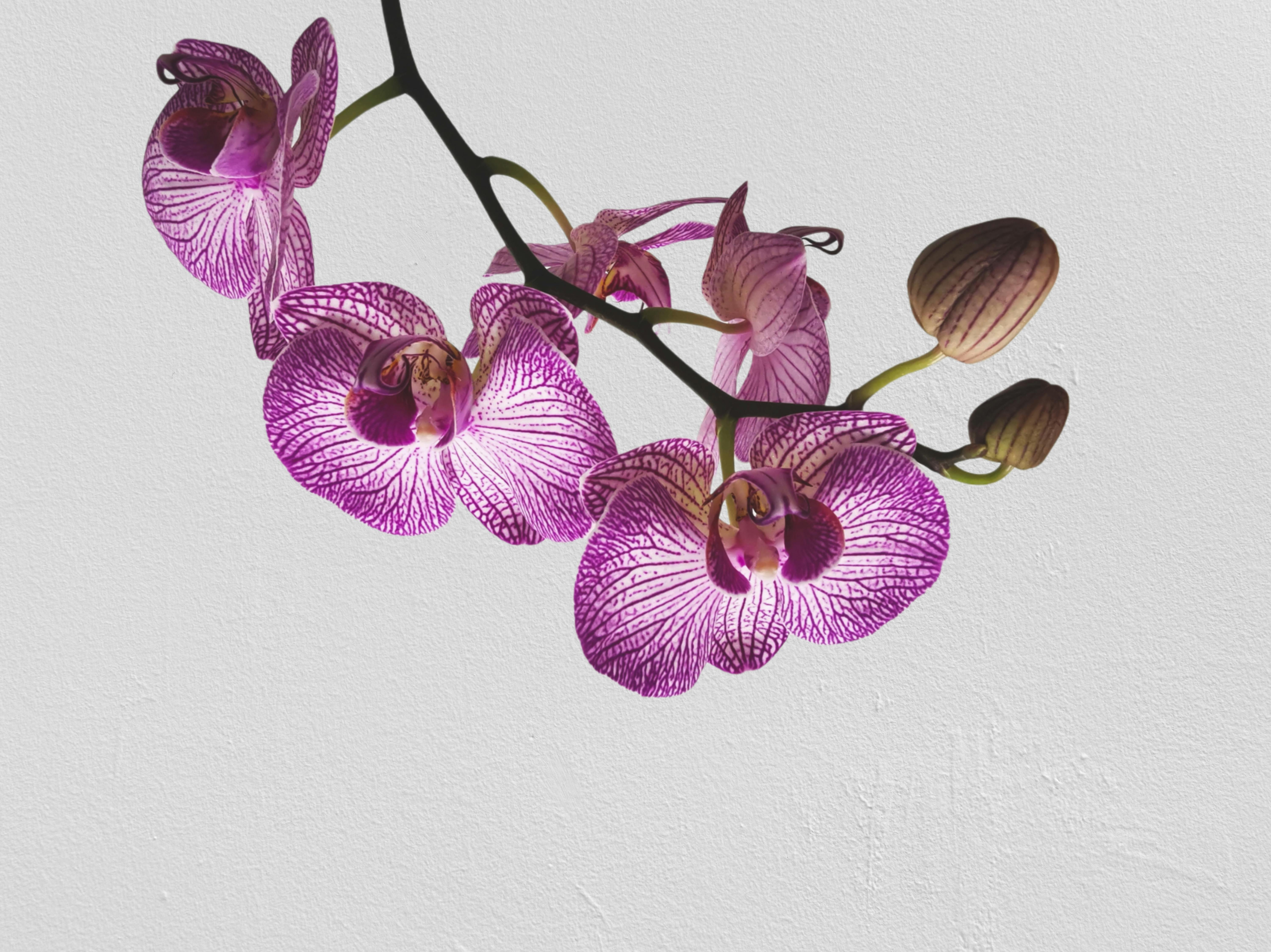 Purple Moth Orchids in White Background · Free Stock Photo