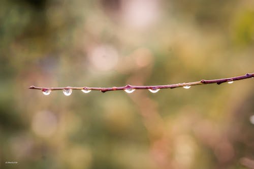 Free stock photo of after the rain, branch, drops Stock Photo