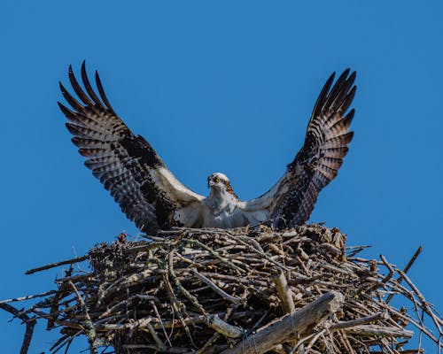 Osprey with spread wings on nest under blue sky