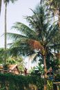 Green Coconut Tree Under Blue Sky
