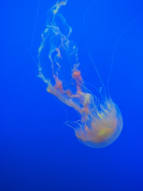 Fotobanka s bezplatnými fotkami na tému akvárium, medúza, pod vodou