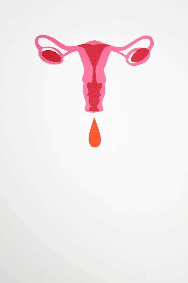 Illustration Of Menstruation 