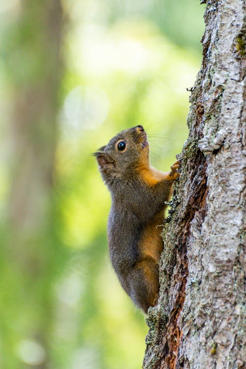 Brown Squirrel on Tree