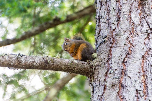 Brown and Gray Squirrel on Tree Branch