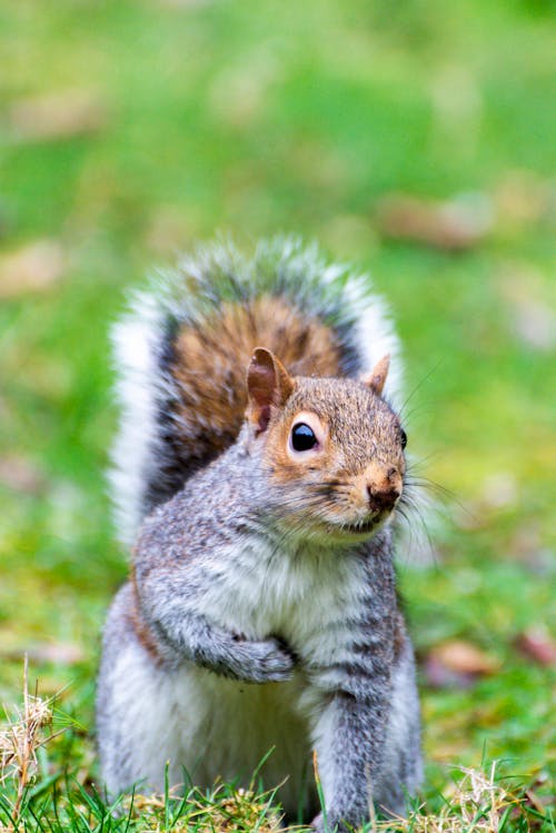 Brown and Gray Squirrel on Green Grass