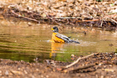Black and Yellow Bird on Water