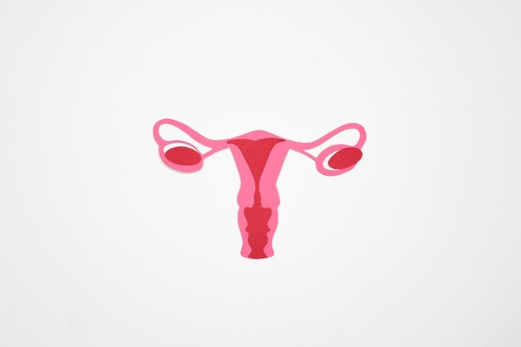 Graphic Art Of A Woman's Ovary