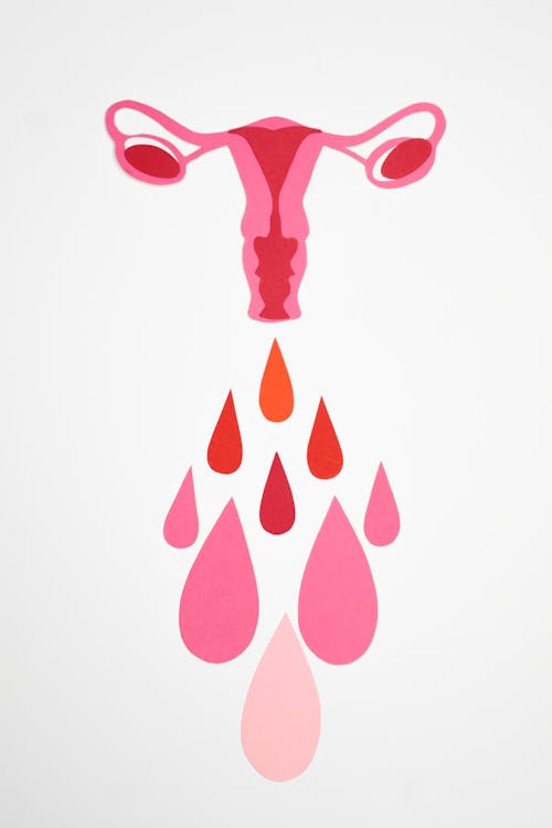 Free Graphic Photo of a Woman's Reproductive System Stock Photo