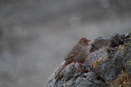 Photo of a Towhee Bird on a Rock