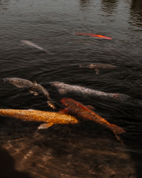 Δωρεάν στοκ φωτογραφιών με koi, διακοσμητικά ψάρια, κολύμπι Φωτογραφία από στοκ φωτογραφιών