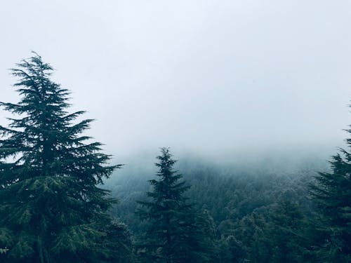 Foto profissional grátis de árvores, enevoado, fotografia da natureza