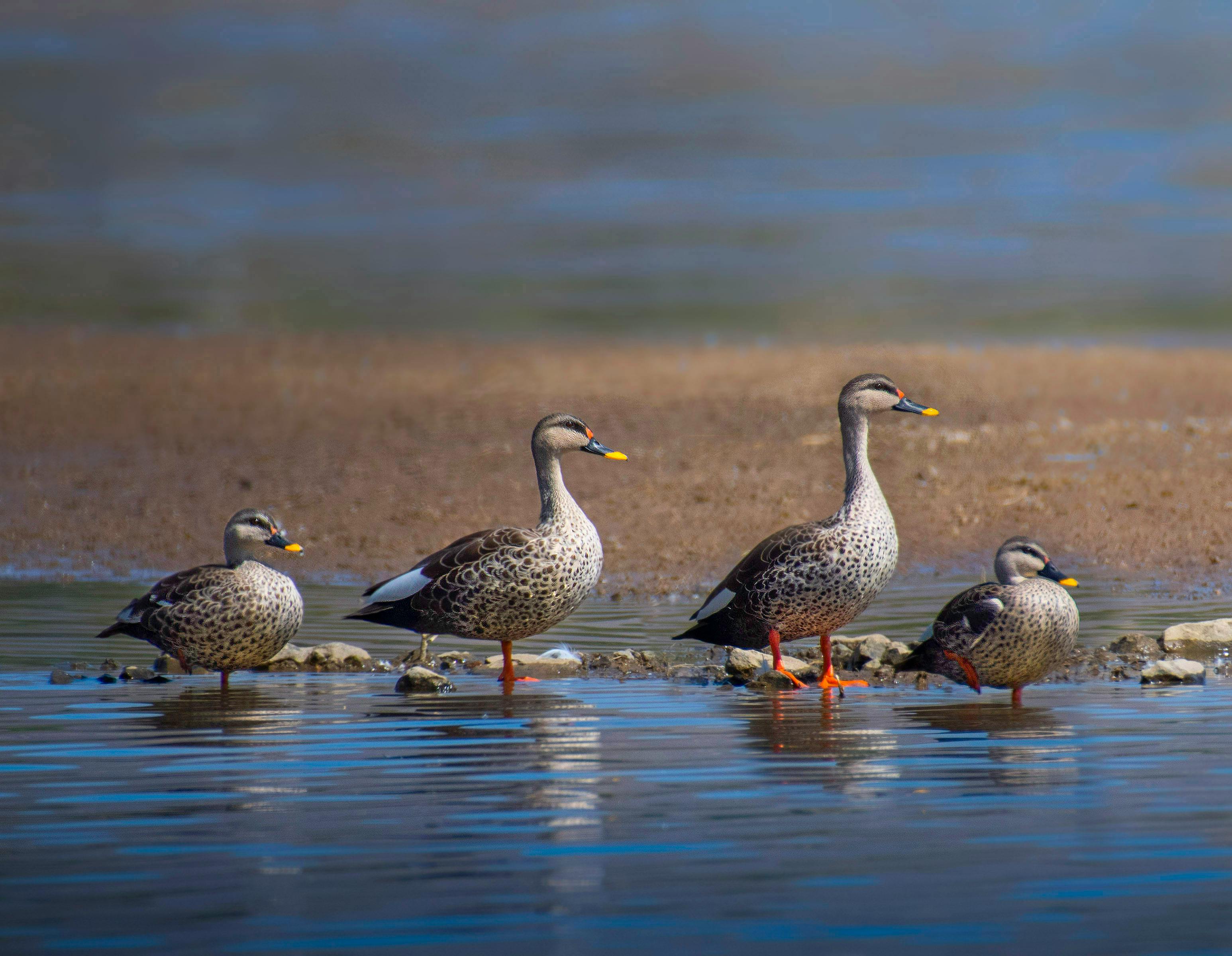 Indian Rocks Photos, Download The BEST Free Indian Rocks Stock Photos ...
