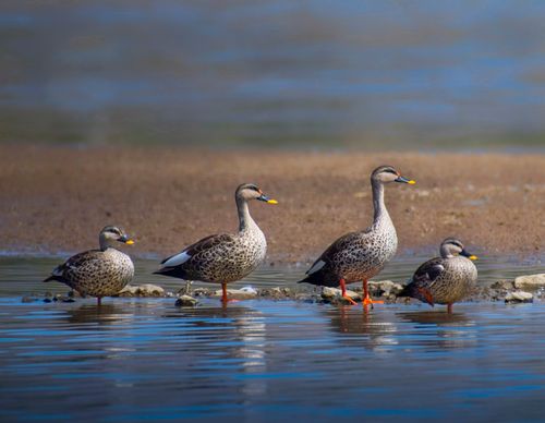 Free Four Indian spot-billed ducks standing on a rocky shoreline with reflective water. Stock Photo