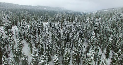 無料 冬の間の森の航空写真 写真素材