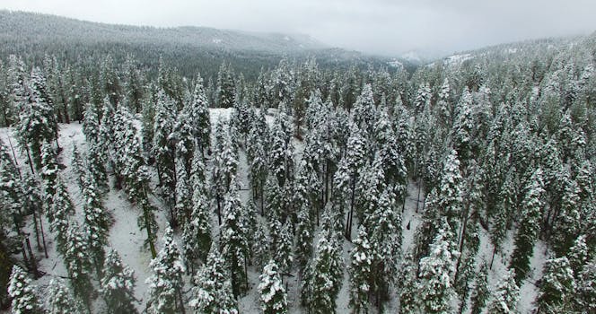 俯瞰冬季仙境，白雪覆盖的森林中树木挂满霜冻